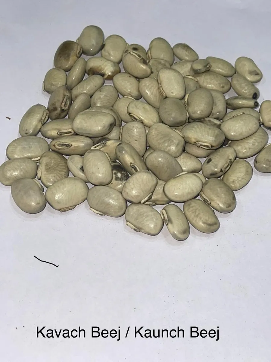 Kavach Beej / Kaunch Beej