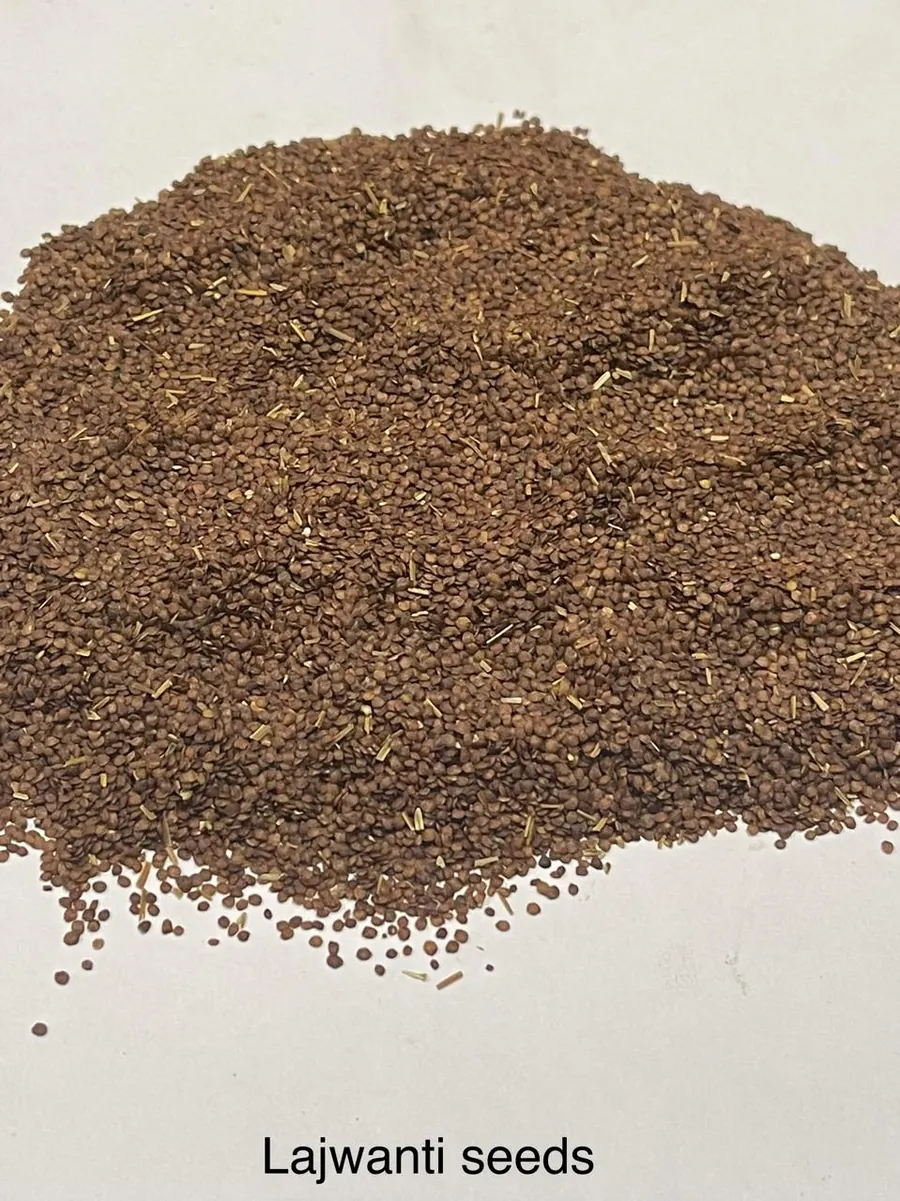 Lajwanti Seeds