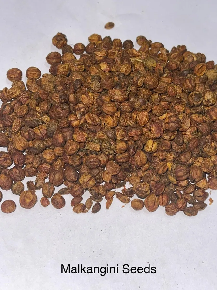 Malkangini Seeds